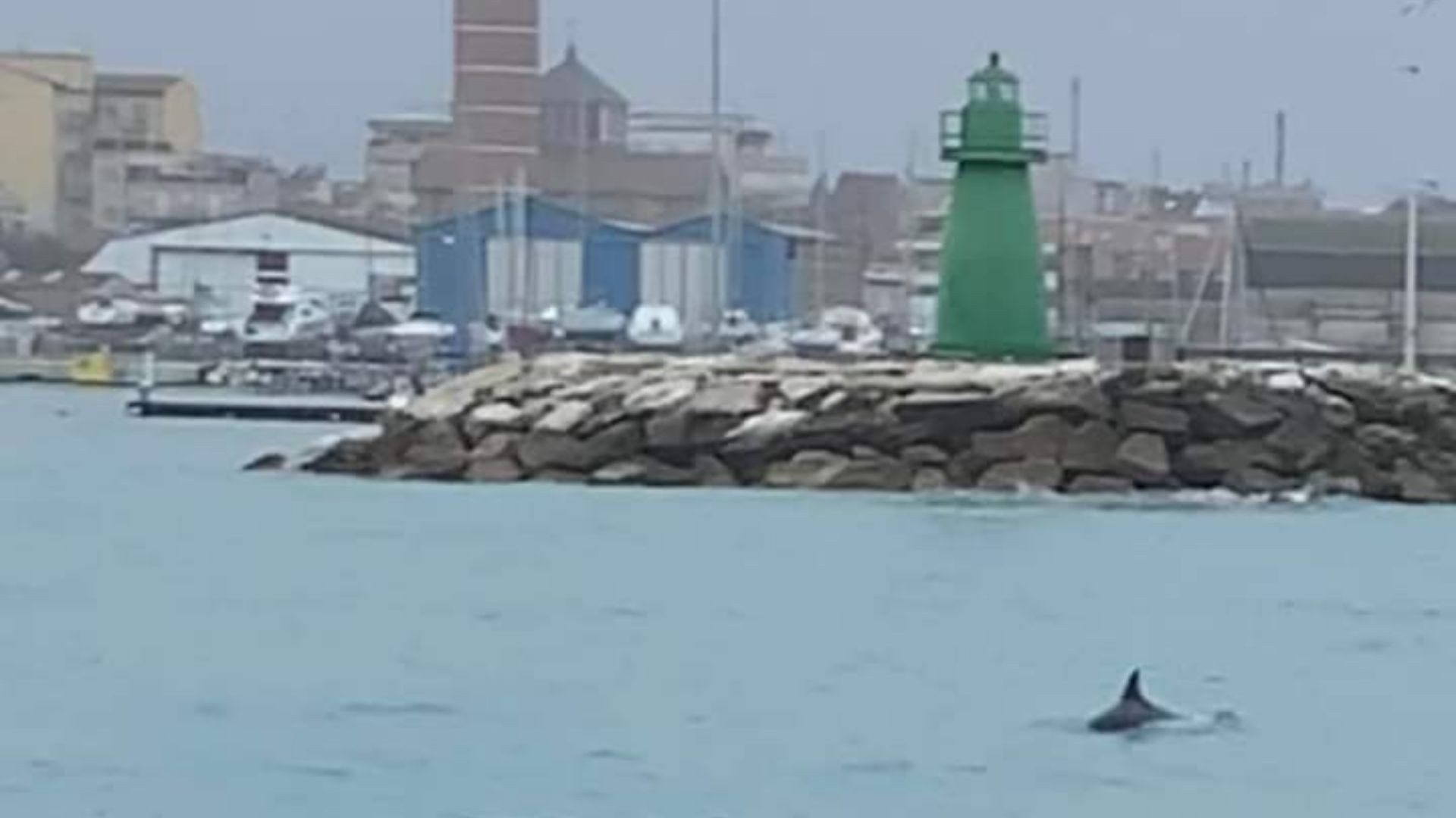 Visita Inaspettata Al Porto Di Civitanova Avvistato Un Delfino