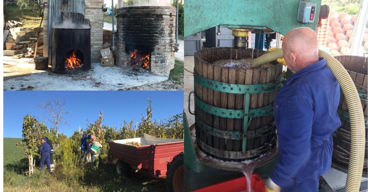 Loro Piceno Pi Vecchio E Pi Buono La Cantina Caon Svela I