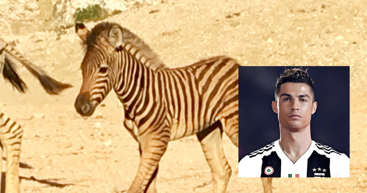 Falconara il cucciolo di zebra si chiamer Cristiano in onore di CR7 -  Picchio News - Il giornale tra la gente per la gente