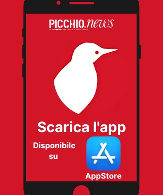 picchio news