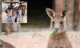 Al Parco Zoo di Falconara arrivano i canguri: "Presenza importante per parlare dell'ecosistema australiano"