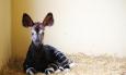 Allo zoo di Falconara viene alla luce un cucciolo di okapi: è il secondo esemplare nato in Italia