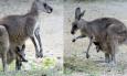 Parco Zoo Falconara: è nato un cucciolo di canguro grigio orientale (FOTO e VIDEO)