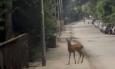 Capriolo avvistato nella pineta di Porto Recanati: un incontro sorprendente vicino al mare