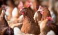 Da un cassone alla libertà: il lieto fine delle 40 galline salvate dalla Polizia Locale