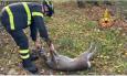 Capriolo cade in un vascone di contenimento: intervengono i Vigili del fuoco