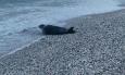 Foca monaca avvistata a Numana. L'appello: “Mantenete le distanze e lasciatela riposare"