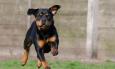 Ladri in fuga a Tolentino: i Rottweiler salvano un'abitazione. Fissato il vertice sulla sicurezza in Prefettura