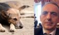 Macerata, Blarasin (FdI) lancia la veterinaria sociale: "Cure accessibili a tutti a prezzi calmierati"