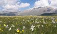 Fioritura di Castelluccio 2026: scatta il piano mobilità, ecco le date dei blocchi e come prenotare i parcheggi