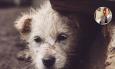 Abbandoni il tuo cane: condanna penale e non solo...