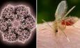 Morrovalle, accertato un caso di virus Toscana: le indicazioni per prevenire i pappataci