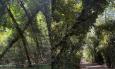 Macerata, cade un albero nel parco di Villa Lauri: “Serve più cura del verde” (Video)