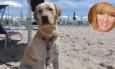 Patentino obbligatorio per i proprietari di cani, Europa Verde: “Così rischia di ostacolare le adozioni”