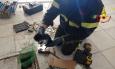 Macerata, gattino intrappolato nel pozzetto: intervengono i Vigili del Fuoco