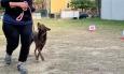 Civitanova Marche, corso gratuito per il patentino per la conduzione dei cani