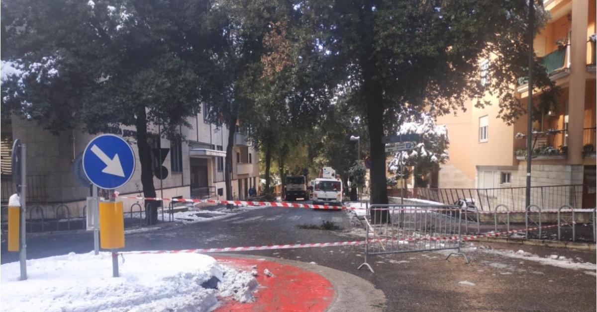 Macerata sotto la lente gli alberi di via Dante Alighieri operai