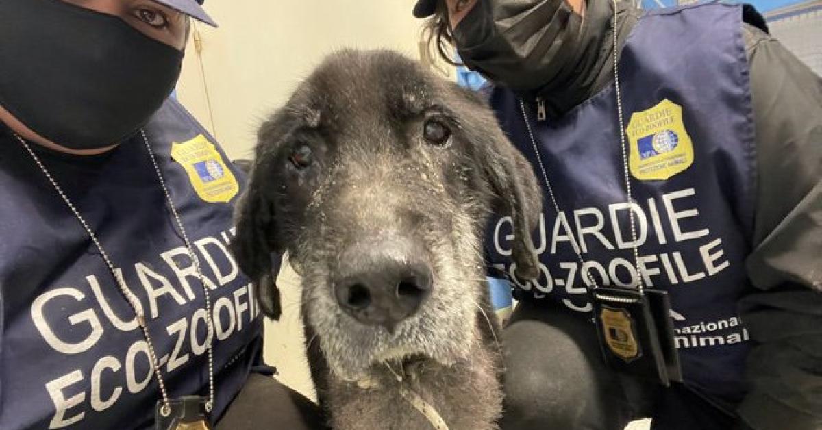 Legato a una catena di 3 metri e lasciato senza cibo: cane messo in ...