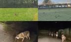 Treia, branco di lupi avvistato più volte nelle campagne: che cos'è il 'lupo confidente' e come comportarsi (VIDEO)