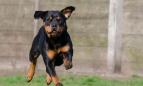 Ladri in fuga a Tolentino: i Rottweiler salvano un'abitazione. Fissato il vertice sulla sicurezza in Prefettura