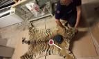 Camerino, testa e pelle di tigre abbandonate davanti al museo: c'era anche una "lettera-testamento" Camerino, testa e pelle di tigre abbandonate davanti al museo: c'era anche una "lettera-testamento"