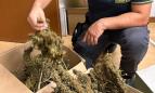 Civitanova, il fiuto del cane antidroga incastra spacciatore: sequestrati oltre 2 chili di marijuana