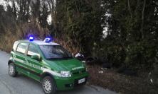 Orrore a Scossicci: cani trucidati e decapitati abbandonati in una scarpata