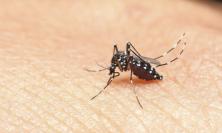 Caso di Virus Toscana a Tolentino: scatta la prevenzione. "Nessun allarme"