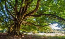 Più biodiversità nei boschi: al via il progetto pilota sul Monte San Vicino