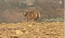 Recanati, lupo ferito catturato in città: trasferito d'urgenza al centro specializzato di Matelica