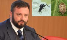 Marche, nuovo rilascio della vespa samurai contro la cimice asiatica. Carloni: "Difendiamo l'agricoltura"