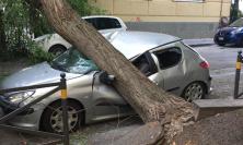 Temporale con caduta alberi: responsabilità del Comune per il risarcimento danni alle automobili