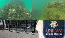Cozze e cambiamenti climatici: l'Università di Camerino ne studia il legame