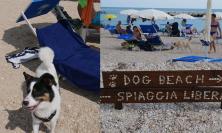 "A Porto Recanati la dog beach più bella della riviera": in spiaggia a prendere la tintarella sono...i cani (FOTO)