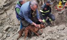 San Ginesio, cani da caccia restano intrappolati nella tana di un istrice: salvati dai vigili del fuoco (FOTO)