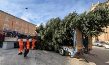 San Severino, un albero maestoso per un Natale indimenticabile: piazza del Popolo si illumina