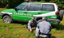 Ruba tartufi con i cani in un'area protetta: denunciato un uomo