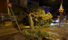 Emergenza maltempo nelle Marche: forte vento, alberi abbattuti e neve, vigili del fuoco al lavoro senza sosta