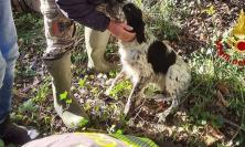 Cane precipita in un pozzo di 15 metri: soccorso dai vigili del fuoco