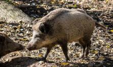 Incidente con un cinghiale, danni per oltre 2 mila euro: Regione Marche condannata al risarcimento