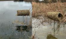 Protezione dei germani reali: posizionati nuovi nidi artificiali in alcuni laghi del Maceratese