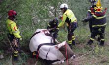 Mucca precipita in un dirupo a Sarnano: salvata con l’elicottero