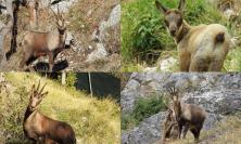 Fiastra, due nuovi esemplari per il Museo del Camoscio: i Sibillini raccontati attraverso la fauna
