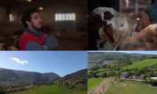 Serrapetrona, 60 anni di agricoltura biologica: l’evoluzione sostenibile dell'azienda Maggi & Vecchioni