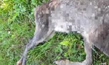 Capriolo decapitato e lasciato davanti casa del referente Lac: “Atto intimidatorio”