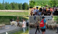 Grande successo per "la Transumanza",  due giorni da pastori nei Sibillini immersi nella natura