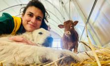 Camerino, da geologa ad allevatrice per passione: "La Rinascita" di Barbara Bonifazi