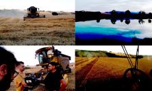 Dura come il grano, dorata come i campi: la stagione della trebbiatura nel maceratese (FOTO e VIDEO)