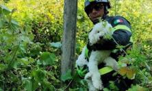 Lieto fine per un cane disperso: bloccato tra i rovi e salvato dai Vigili del Fuoco