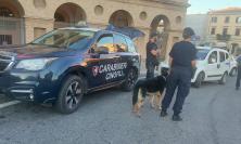 Cani antidroga e posti di blocco: controlli a tappeto dei Carabinieri a Macerata